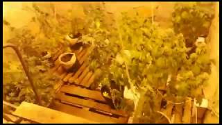 16 кустов конопли в бане