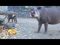 Tapirs in Artis genieten van culinair feestje