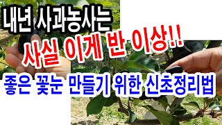 내년 사과농사는 사실 이게 반 이상... 좋은 꽃눈 만들기 위한 신초정리법(사과 재배, 사과 신초 정리, 사…