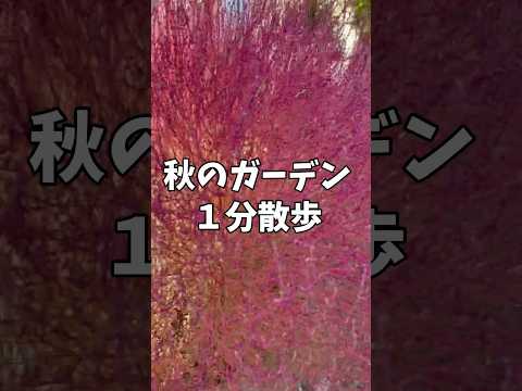 屋外の窓枠の秋のせっかちなプランターに最適な花は何ですか