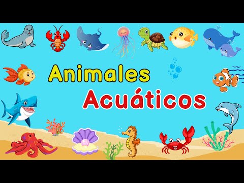 ANIMALES MARINOS PARA NIÑOS: Diversión y Aprendizaje Acuático 🐬🦭🦑🐡🪸🐠🐙🦞| Videos educativos infantiles
