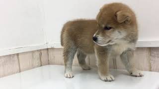 柴犬の動画01