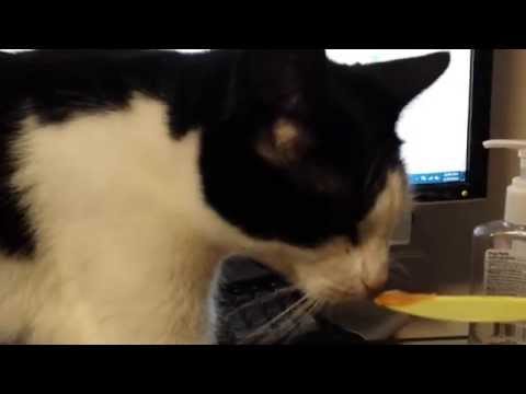 Cats eating peanut butter - Do they like it? - YouTube