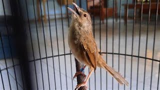 Download lagu SUARA VARIASI CIBLEK GUNUNG NGEBREN COCOK BUAT MASTERAN mp3 Download lagu SUARA VARIASI CIBLEK GUNUNG NGEBREN COCOK BUAT MASTERAN mp3