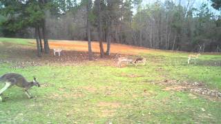 preview picture of video 'Young Black Buck boys at Cherokee Trace Drive-Thru Safari'