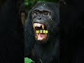 JOE ROGAN ABOUT THE MOST BRUTAL CHIMPANZEE - THE LION KILLER APES #shorts  #animalshorts #animals
