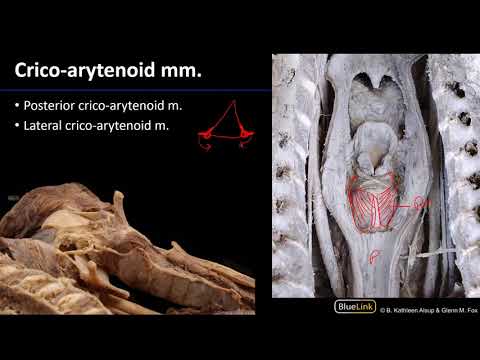 Larynx and Pharynx - Laryngeal Muscles