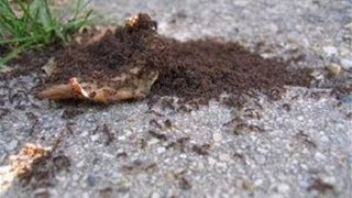 A Guide To Getting Rid Of Ants In Your House