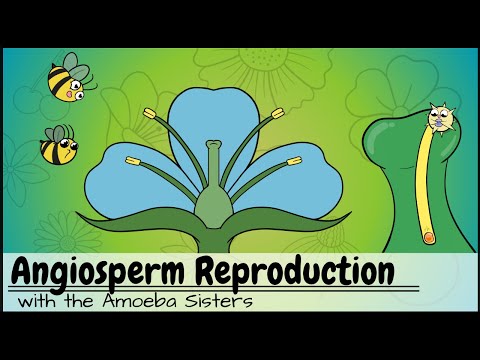 Angiosperm (Flowering Plants) Reproduction UPDATED