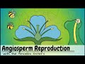 Angiosperm Flowering Plants Reproduction UPDATED