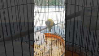 Download lagu Love bird dakori jantan gesek tangkringan pengen iwik2 #fypシ #kicaumania #lovebirdmania #lovebirds mp3