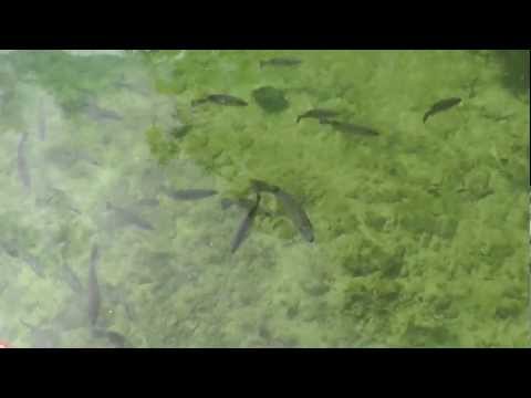 Tropical fish within mangroves in Cayo Guillermo