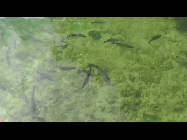 Tropical fish within mangroves in Cayo Guillermo