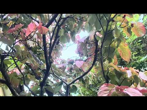 6月の月に何を植えるか