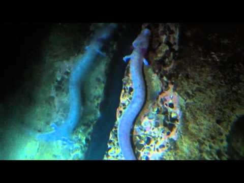 Proteus anguinus — jaskynný mlok zblízka