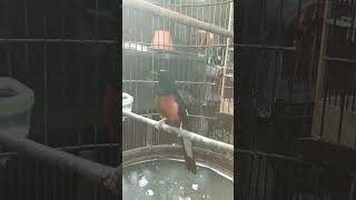 Download lagu terapi murai batu agar bunyi bongkar isian mp3