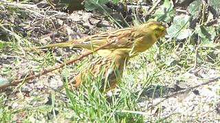 Yellowhammers