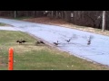 Canadian Street Gangs Terrorizing Greensboro North Carolina