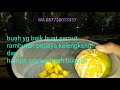 NO 22 BUAH UNTUK NUTRISI VITAMIN NUTRISI SEMUT VITAMIN SEMUT