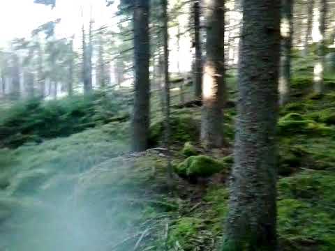 Bibelkonferenz im wilden Böhmer Wald