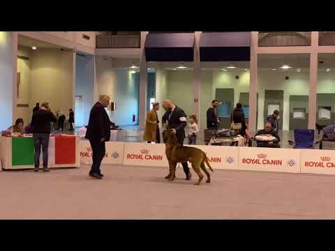 2020.01.12. IDS Padova, males, open class