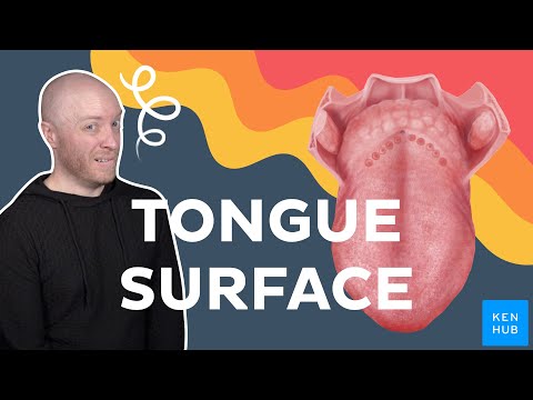 Surface anatomy of the tongue | Kenhub