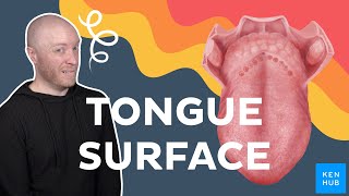 Surface anatomy of the tongue | Kenhub