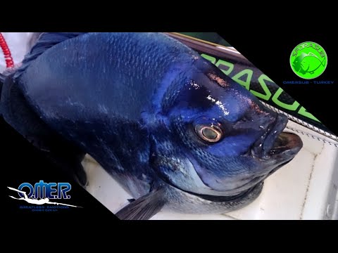 ÖNDER ÖZKAN -TAŞ ALTINDA MAVİŞ -İŞKADROZ AVI