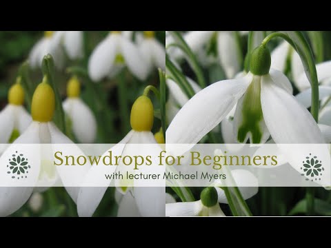Snowdrops for Beginners - Michael Myers