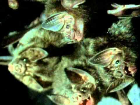 Ray Mears'  Extreme Survival  S01E01 - Jungle Ssurvival