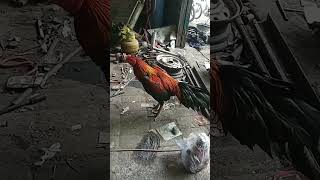 Download lagu kata''story WA kerenn..buat penghobi ayamm.. mp3 Download lagu kata''story WA kerenn..buat penghobi ayamm.. mp3