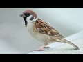 Gauraiya (Sparrow) - Documentary Film