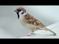 Gauraiya Sparrow Documentary Film