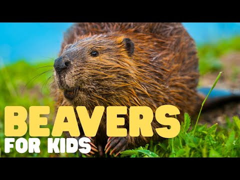 Beavers for Kids | Learn all about these nocturnal engineers