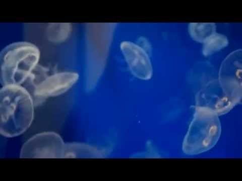 Ciclo de vida de la medusa luna: aurelia aurita