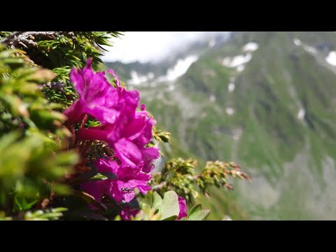 Pe crestele Făgărașului la bujor de munte 20'20