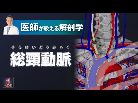 内陰部動脈について詳しく解説