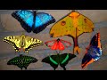 Butterfly Moth Compilation MY PETS