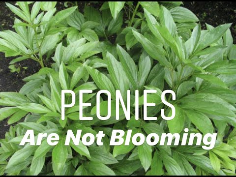Peonies Are Not Blooming, part II #peony #peonygarden #flowers #cutflowers #flowerfarmer