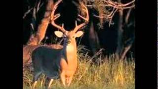 Country Boy Swag-Lenny Cooper