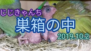 テヌキスギルブログ