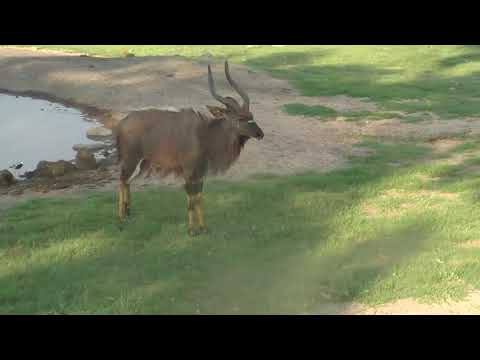 Djuma: Nyala bull - 16:58 - 12/27/18