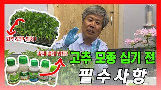 고추 모종 심기 전!!!  영상 꼭 시청하시고 심으세요 !