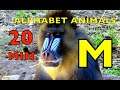 ALPHABET ANIMALS PHONICS ALPHABET SONG 20 MIN COMPILATION Part 121 EDUCATIONAL KID VIDEO