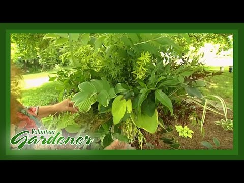 download lagu mp3 mp4 Green Floral Design, download lagu Green Floral Design gratis, unduh video klip Green Floral Design