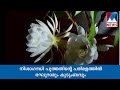 When Nishagandhi Blooms Manorama News