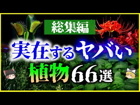 インドマラヤ生態圏: 学名別の種子植物 (L)について詳しく解説
