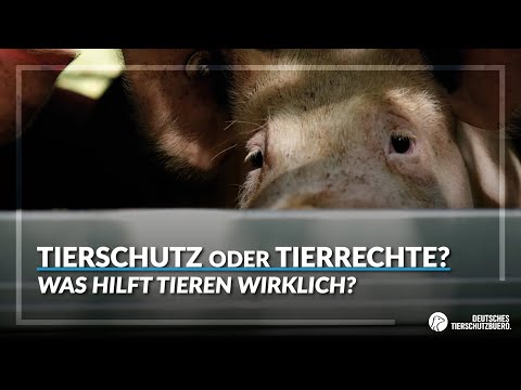 Tierschutz oder Tierrechte: Was hilft Tieren wirklich?
