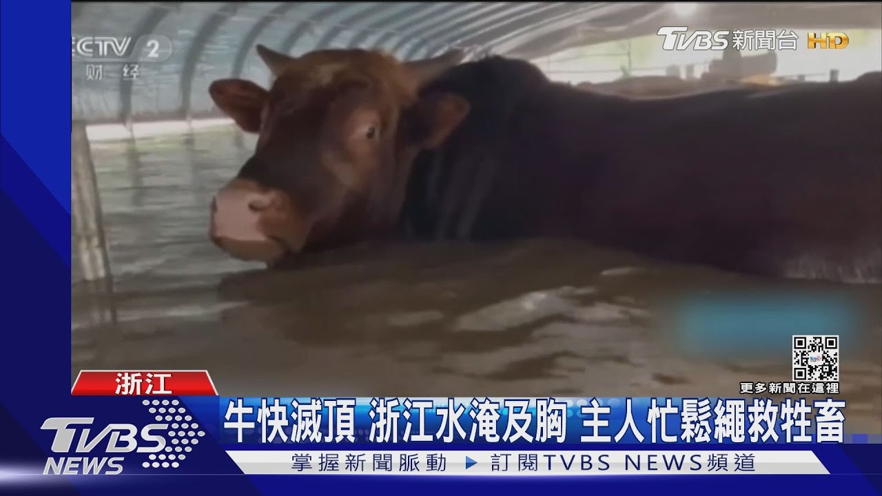 牛快滅頂 浙江水淹及胸 主人忙鬆繩救牲畜