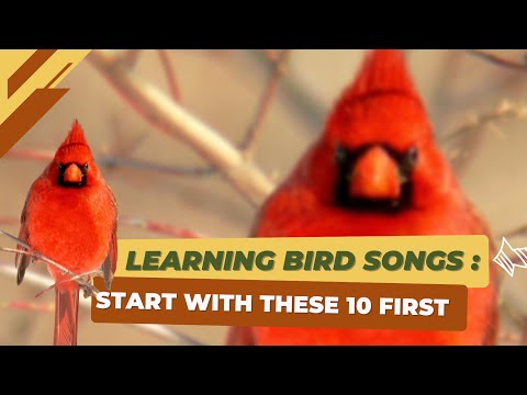 Want to Learn Bird Songs? Start With These 10 Birds.
